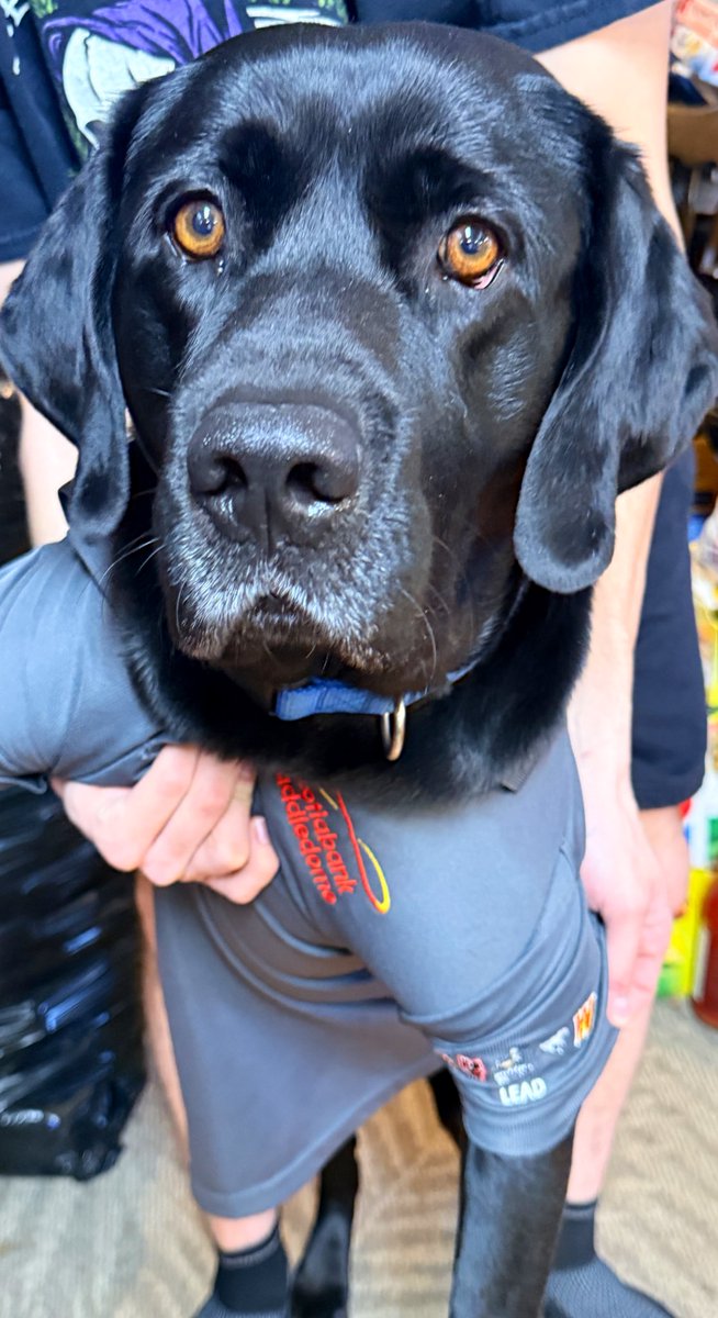 Jake72545474's tweet image. Jake’s brother put Jake in a work shirt. You can see in Jake’s face…get this thing off of me. 🇨🇦 
#Black #Labrador #Retriever #Calgary