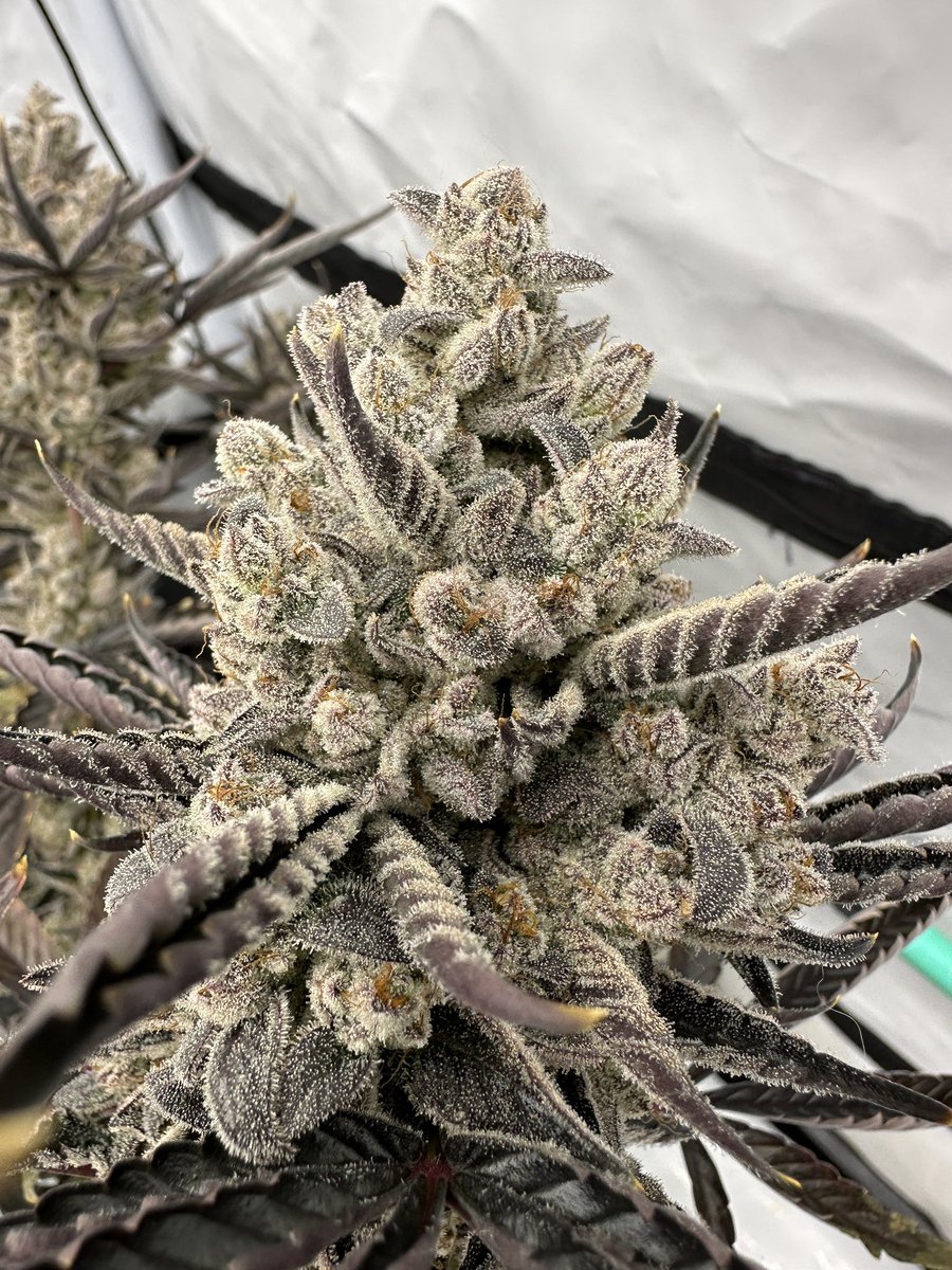 Justin🚀Time tweet media