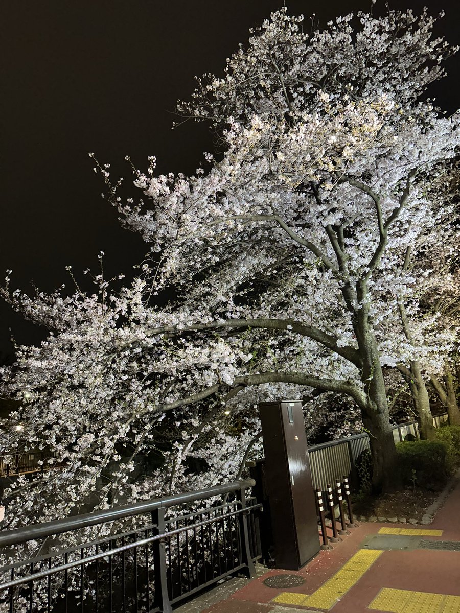 ポンコツくん@ふわっち配信 tweet media