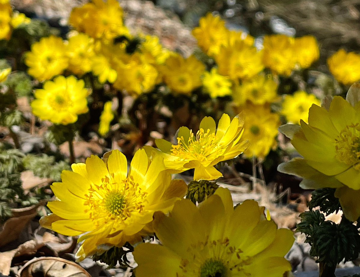 北出 昌弘  釧路の麺や北町店主 tweet media