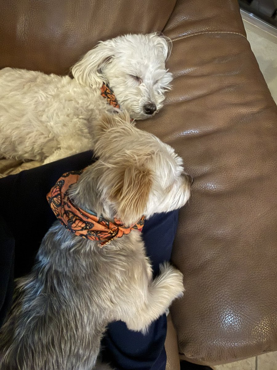 SirBailey2's tweet image. Mommy here: Sleeping Beauties 🥰❤️
🐶🐾😴😴😴
#dogsofx #pets