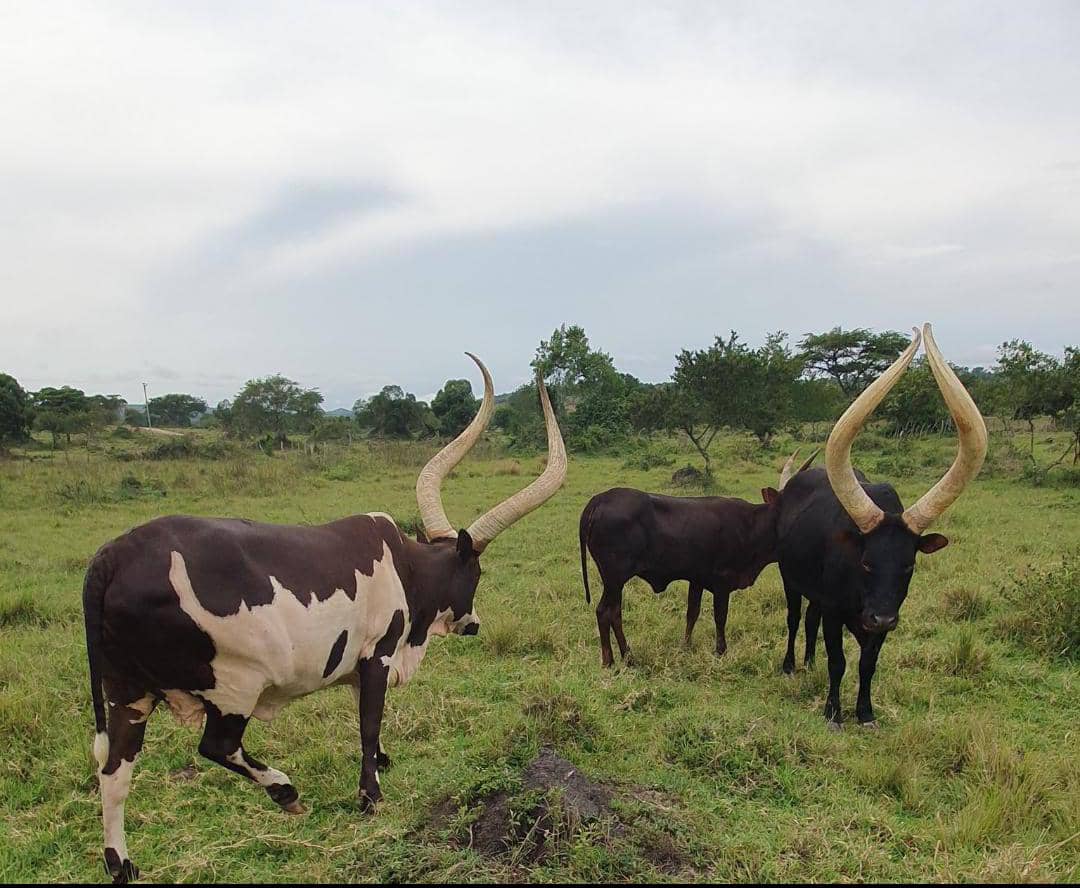 Albert K tweet media