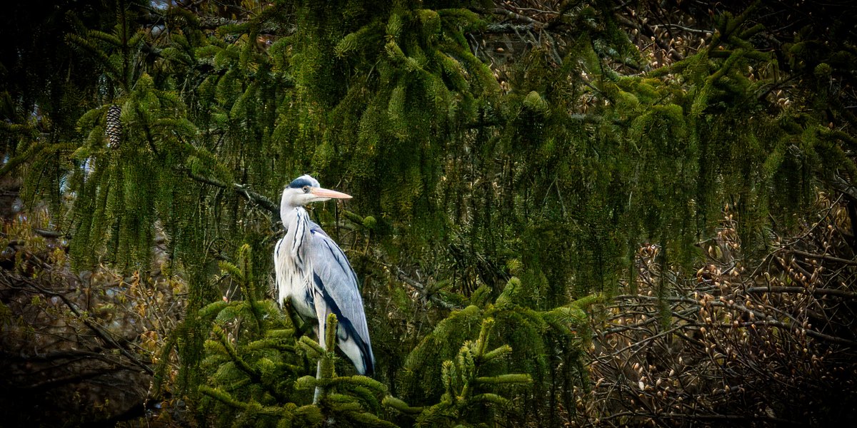 Andreas Pucher tweet media