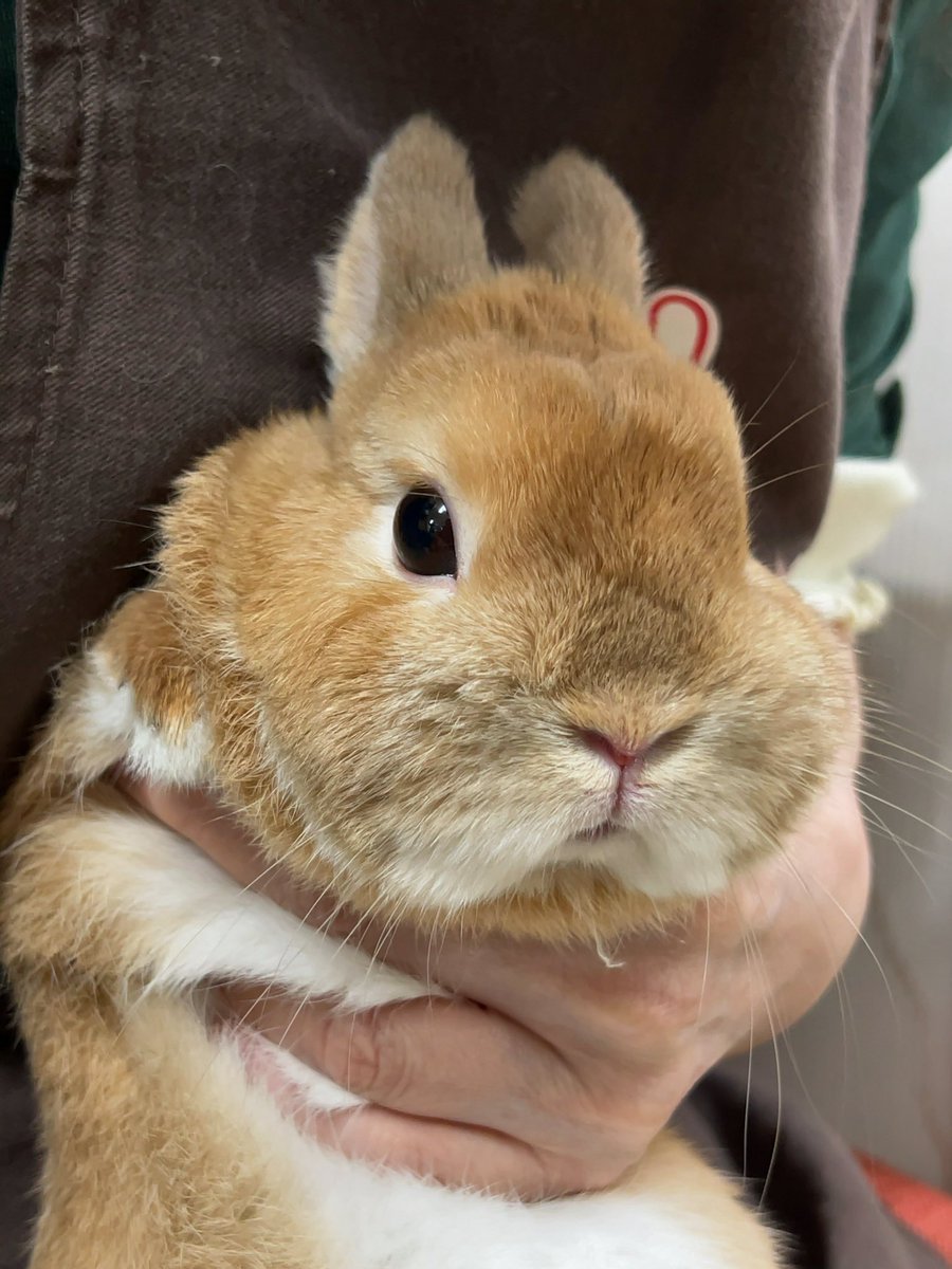 ポピー(ウサギ) モニ(飼い主) tweet media