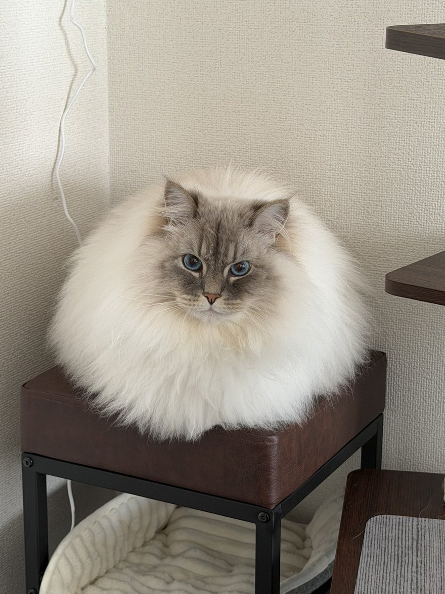 いれぶん（eleven）❄️︎︎☁🍭 tweet media