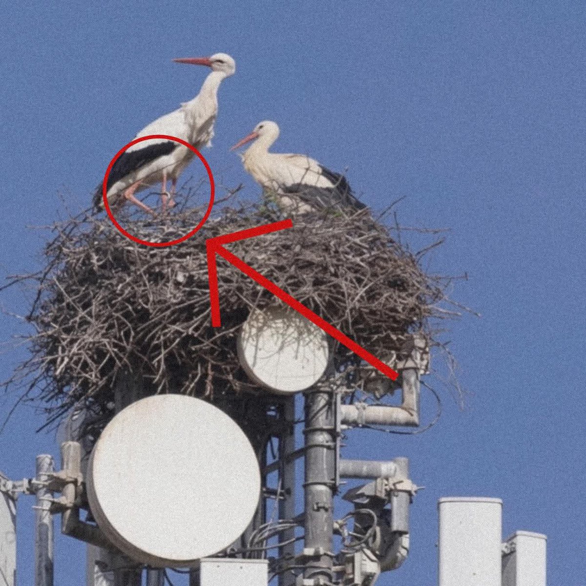 The Husky tweet media