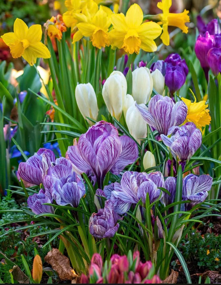 Donatella Fumagalli tweet media