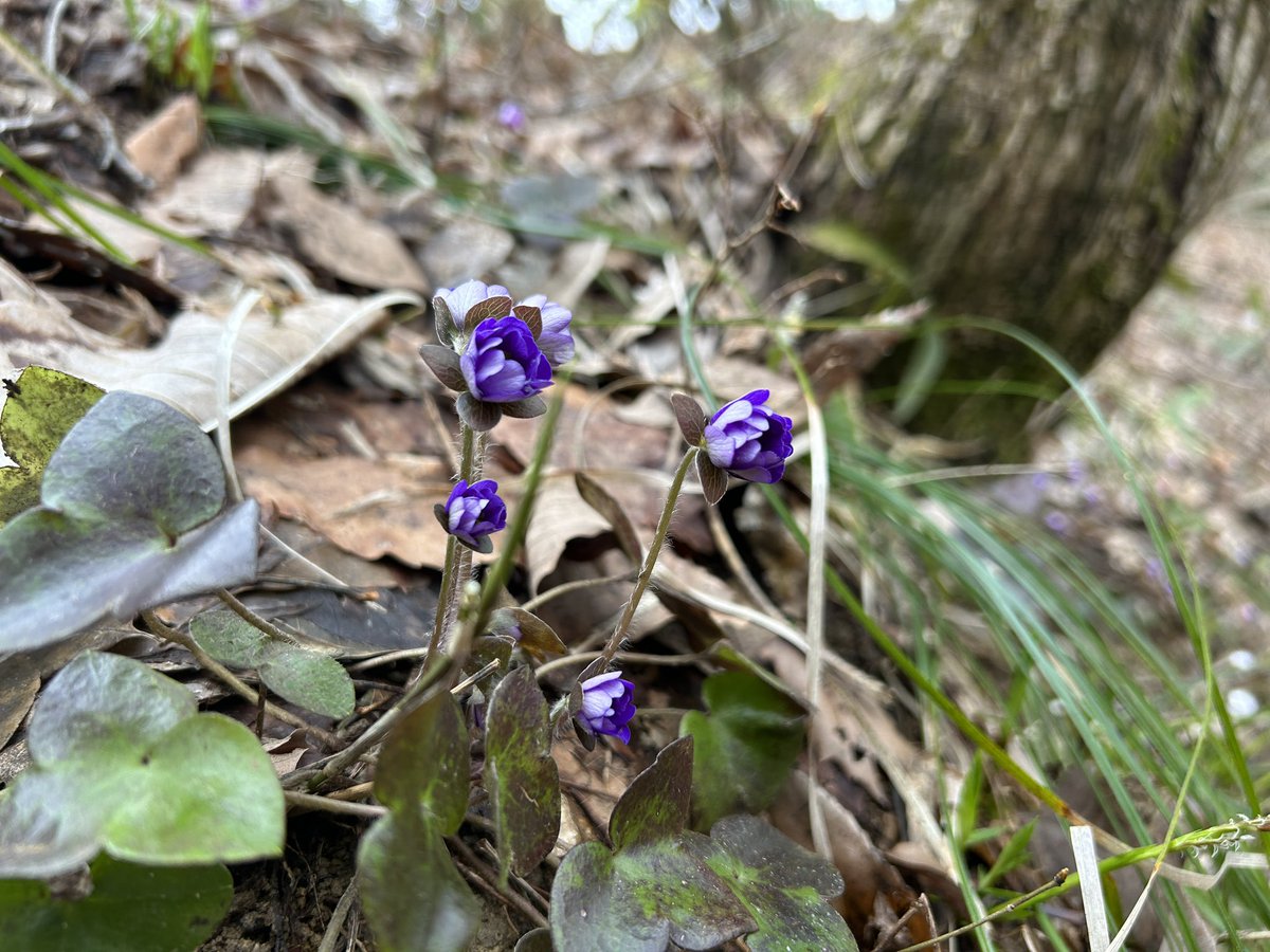 国営越後丘陵公園(公式) tweet media