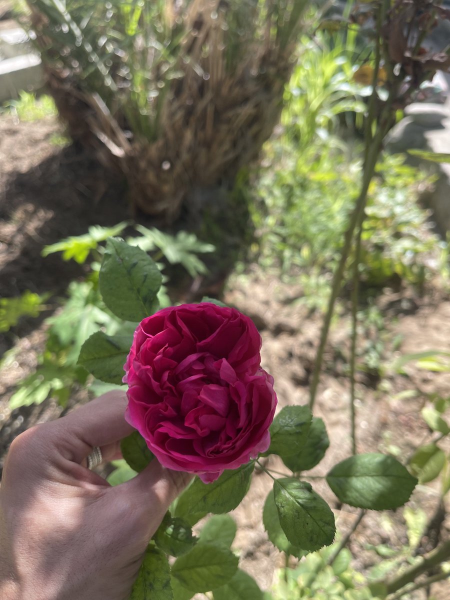 🇴🇲MB____90🐬 tweet media