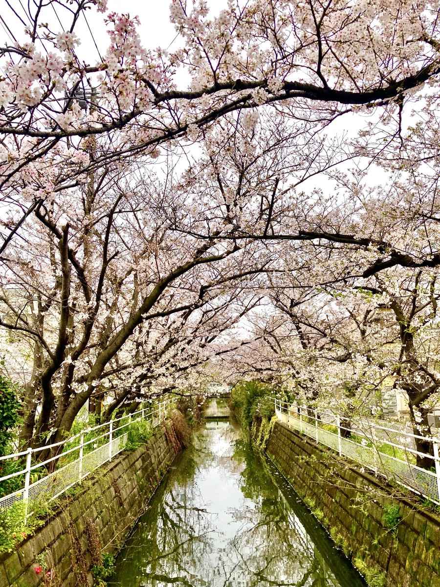 marsan_bar's tweet photo. この春妙典に新しく来られた皆さま、ようこそ！この街は派手さはないけれど便利で暮らしやすくて、そして始発電車があります（笑）
またこの季節、個人的に推しているのが近所にある中江川緑道の桜です。“プチ目黒川”と呼ぶにはプチが過ぎる控えめな規模ですが春の穴場です。新年度もお願い致します！ https://t.co/iu2BlWXC7k