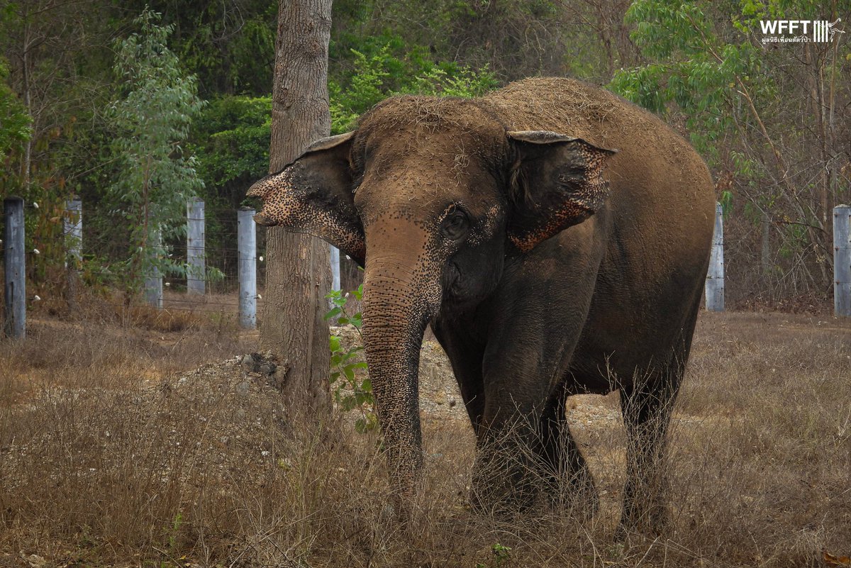WFFThailand's tweet image. We can’t wait to move Pun into her new enclosure, made possible by amazing supporters like you💚 

In the meantime, here she is taking a dip and covering herself with mud in her current enclosure 

#elephant #animal #thailand #sanctuary #elephants