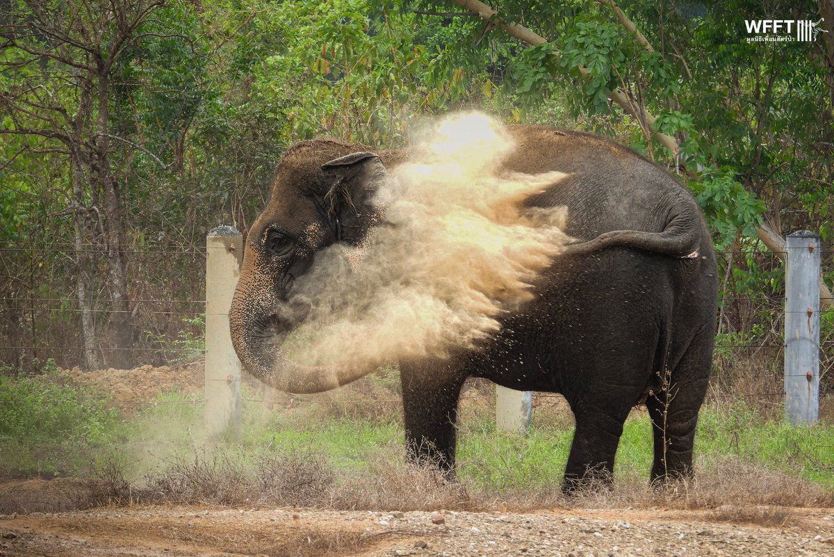 WFFThailand's tweet image. We can’t wait to move Pun into her new enclosure, made possible by amazing supporters like you💚 

In the meantime, here she is taking a dip and covering herself with mud in her current enclosure 

#elephant #animal #thailand #sanctuary #elephants