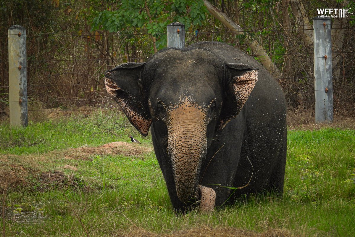WFFThailand's tweet image. We can’t wait to move Pun into her new enclosure, made possible by amazing supporters like you💚 

In the meantime, here she is taking a dip and covering herself with mud in her current enclosure 

#elephant #animal #thailand #sanctuary #elephants
