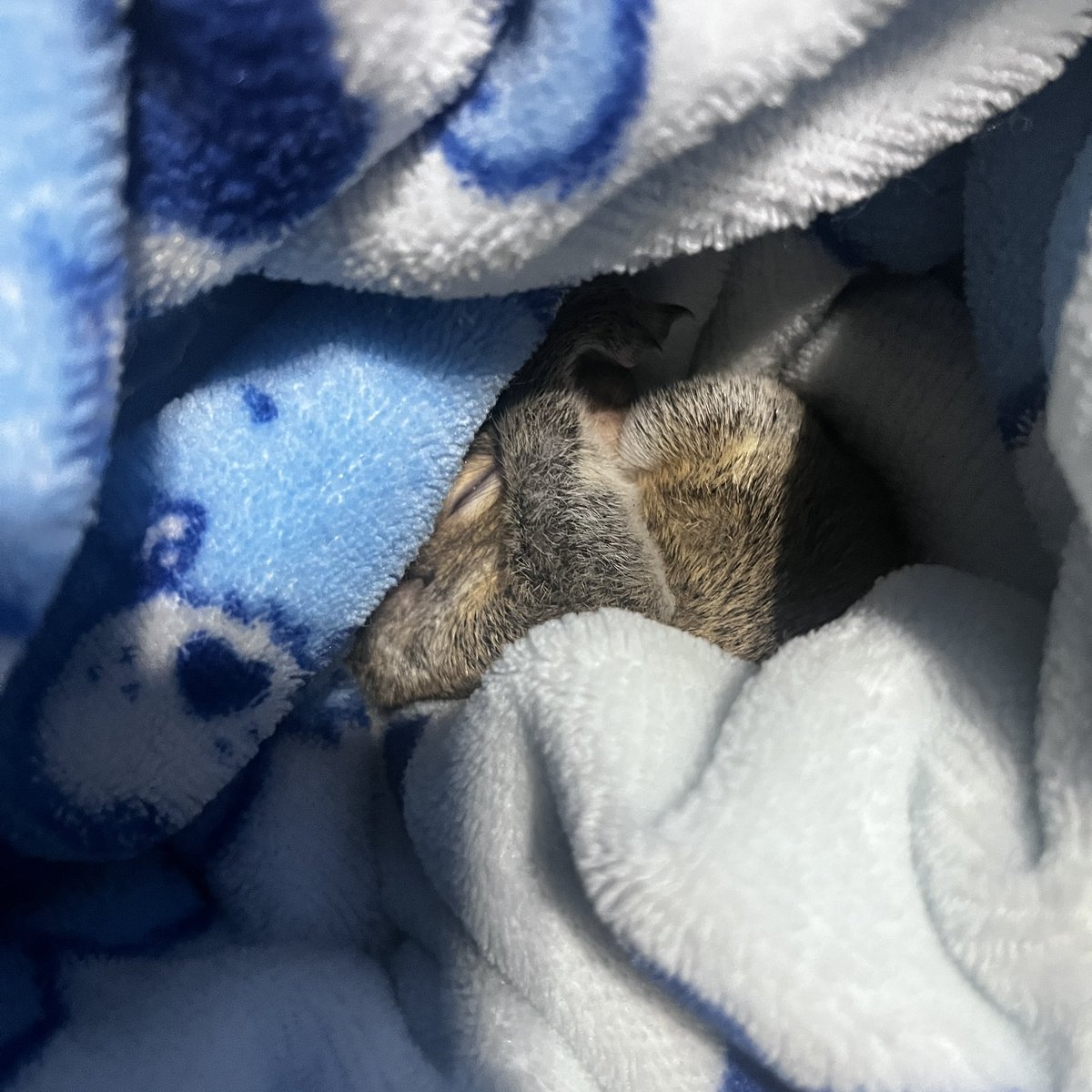 ballerina tweet media