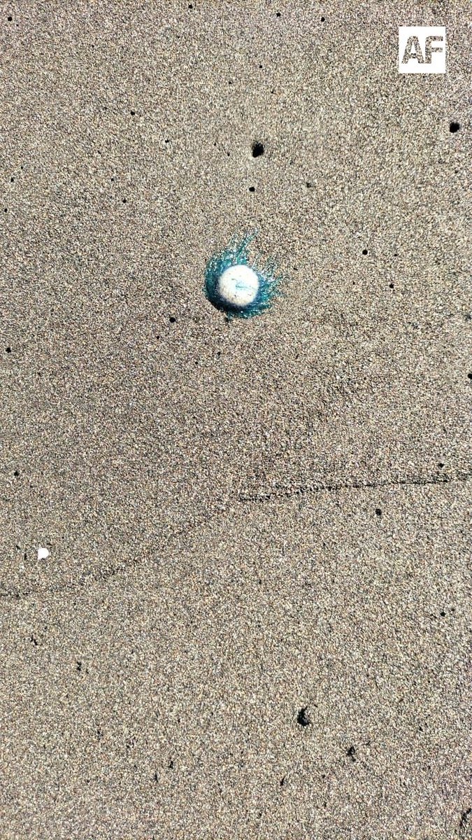 AFmedios tweet media