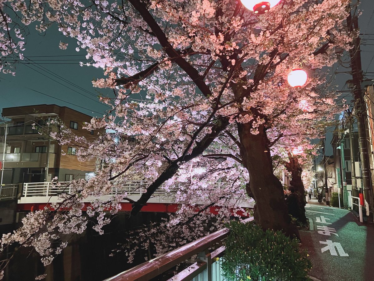 Zerucha7's tweet photo. 板橋の桜🌸 https://t.co/snAUz3laIh