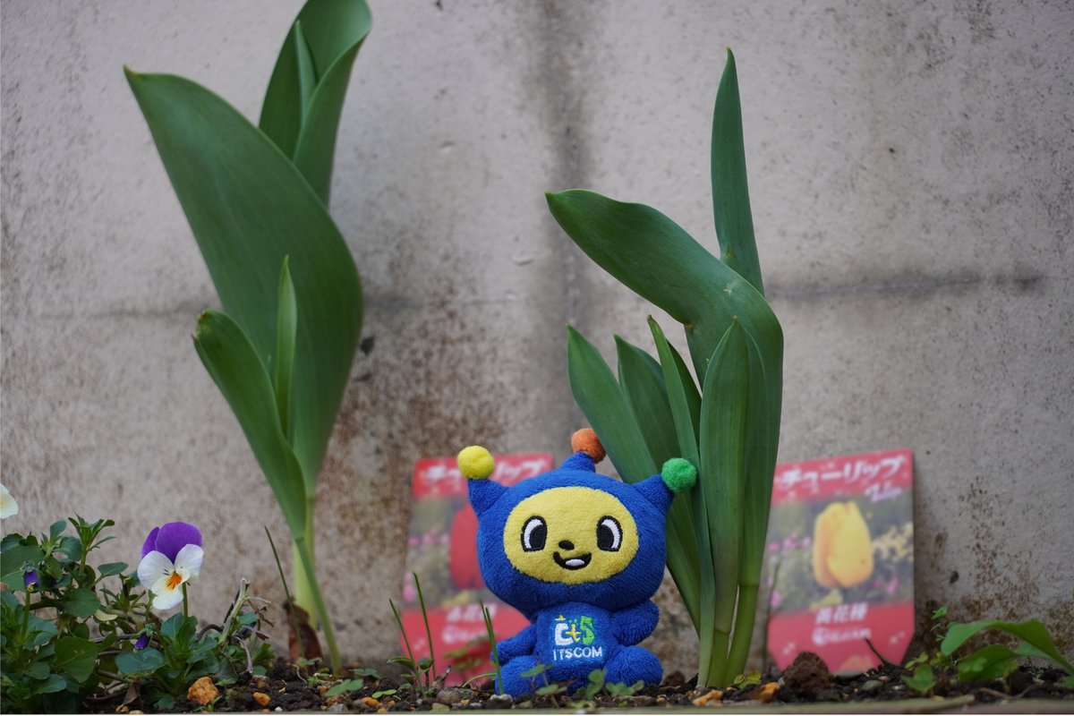 【公式】イッツコム tweet media