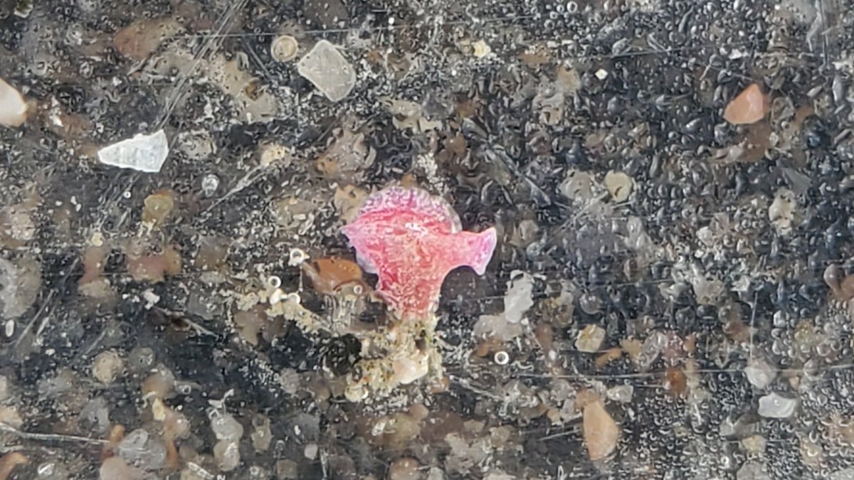 isonabeka's tweet photo. 磯遊びにて、ウミウシでもヒラムシでもない、全長2mmほどのカラフルな謎の生き物に出逢ったのですが、こちらのポストのおかげで謎が解けました🙇‍♂️無腸動物なんて知らなかった…
水槽の底をモゾモゾ動きますが、水流の中ではパタパタと羽ばたくような挙動をしてたのが興味深い🔍️ https://t.co/2Zz6nPfagr
