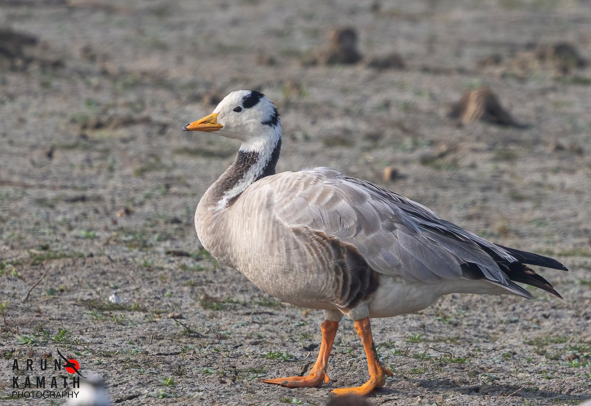 Arun Kamath🕊 tweet media