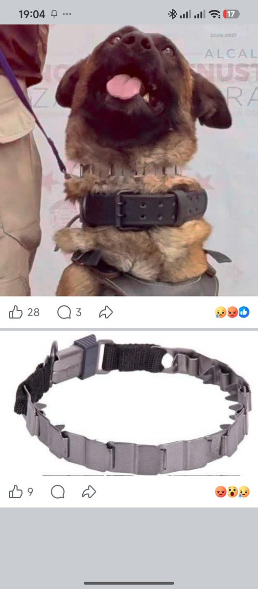 Adopta Esteriliza y Apadrina tweet media