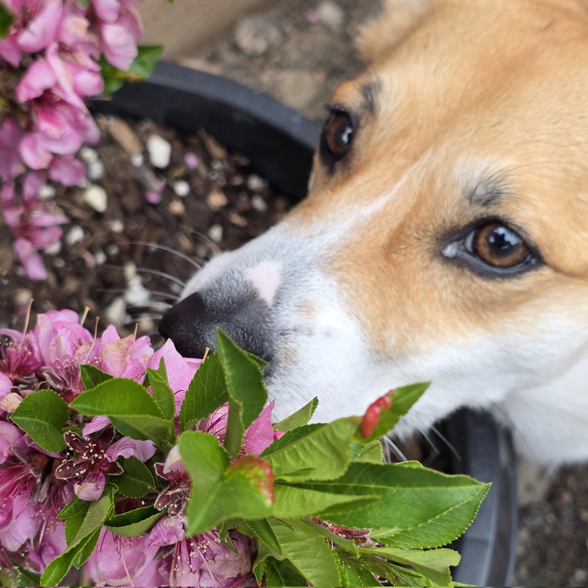 ChubberDunkus tweet media