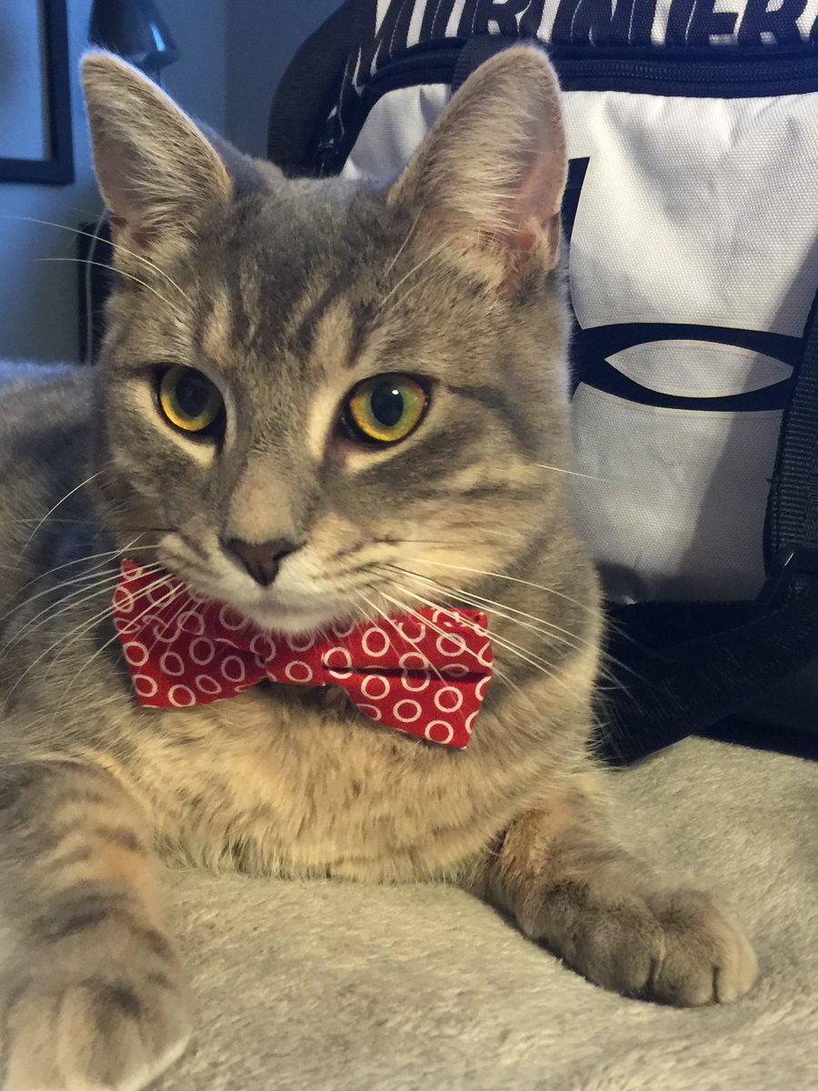 Guelph Lost Pets tweet media