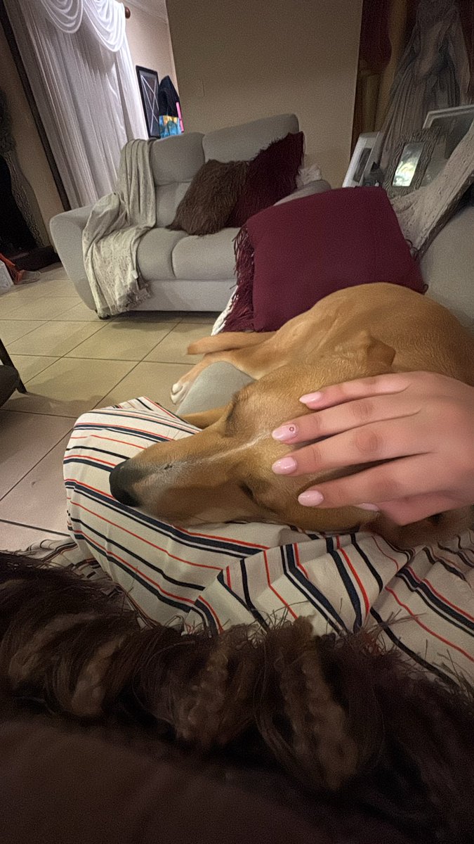 vero_ram30's tweet photo. El perro de mi novio y yo porque somos mejores amigos cuando el no está 🫂 https://t.co/WATsvZMvrj