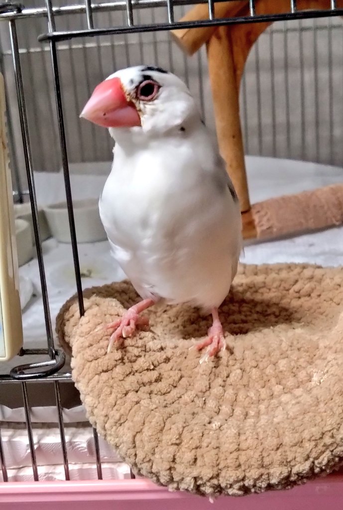 れみれみ tweet media