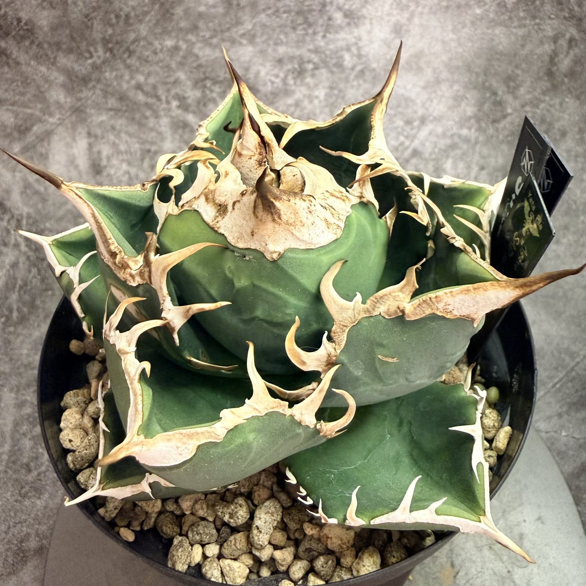 BEAT GARDEN tweet media