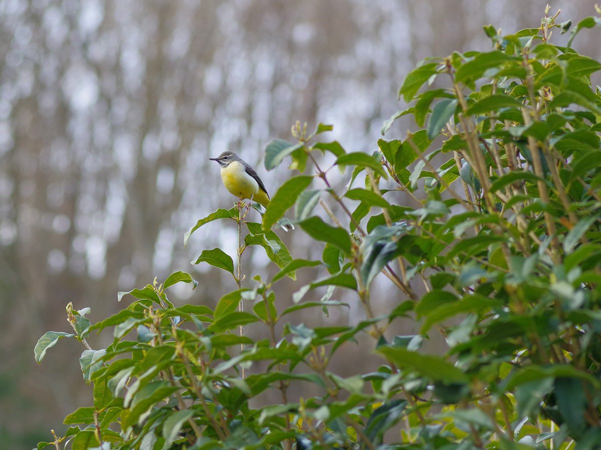 velbon_japan's tweet image. 桜をねらって明野に行ったら鳥撮りになってしまいました。

#ベルボン #ハクバ #三脚 #写真好きな人と繋がりたい #野鳥 #北杜市