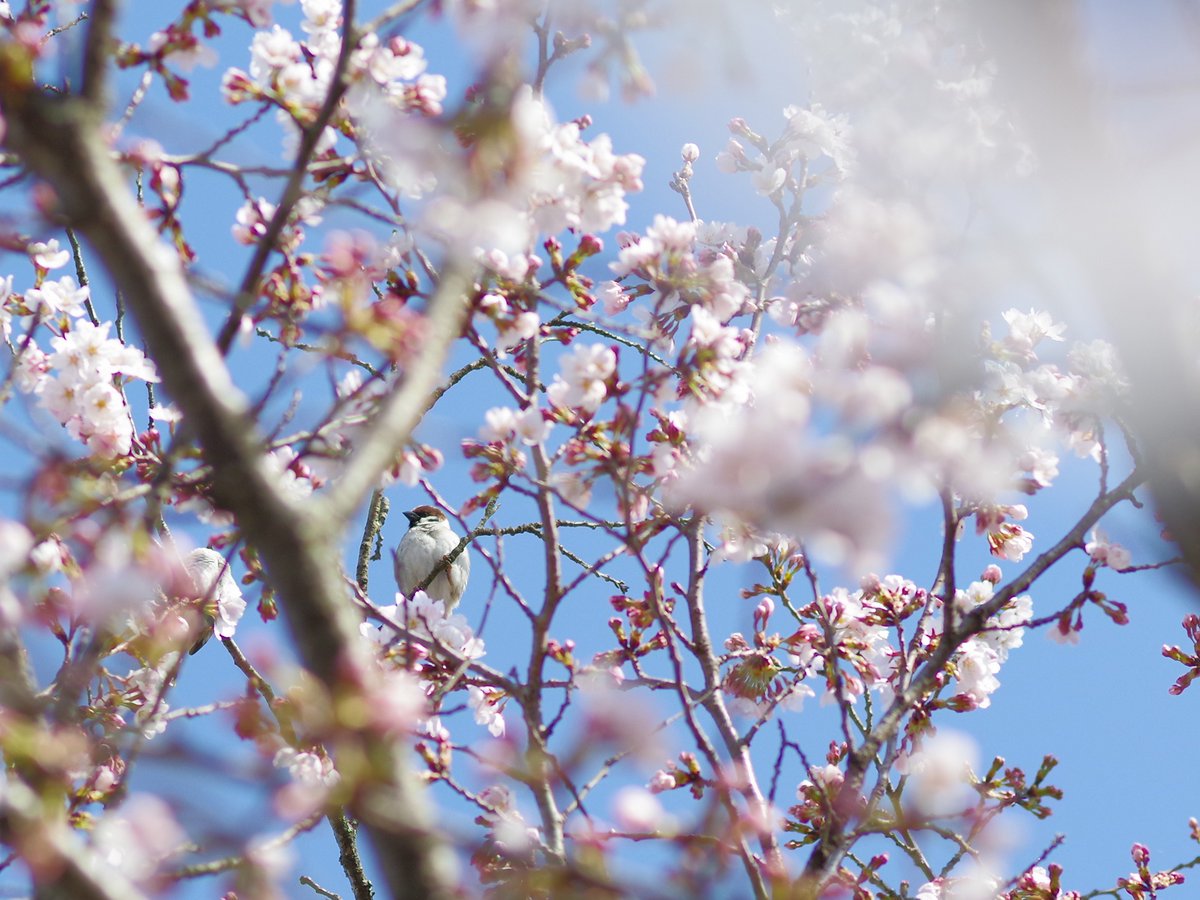 velbon_japan's tweet image. 桜をねらって明野に行ったら鳥撮りになってしまいました。

#ベルボン #ハクバ #三脚 #写真好きな人と繋がりたい #野鳥 #北杜市