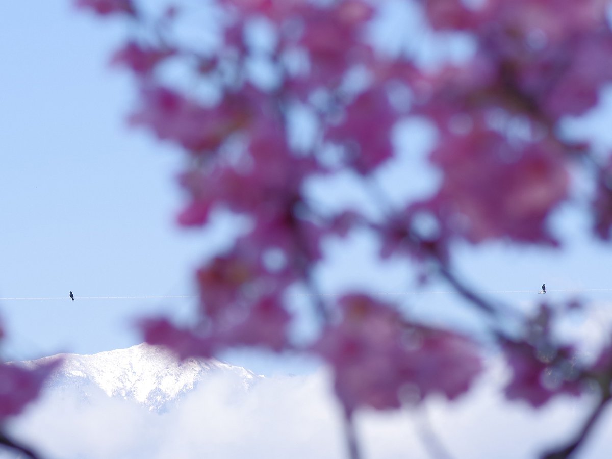 velbon_japan's tweet image. 桜をねらって明野に行ったら鳥撮りになってしまいました。

#ベルボン #ハクバ #三脚 #写真好きな人と繋がりたい #野鳥 #北杜市