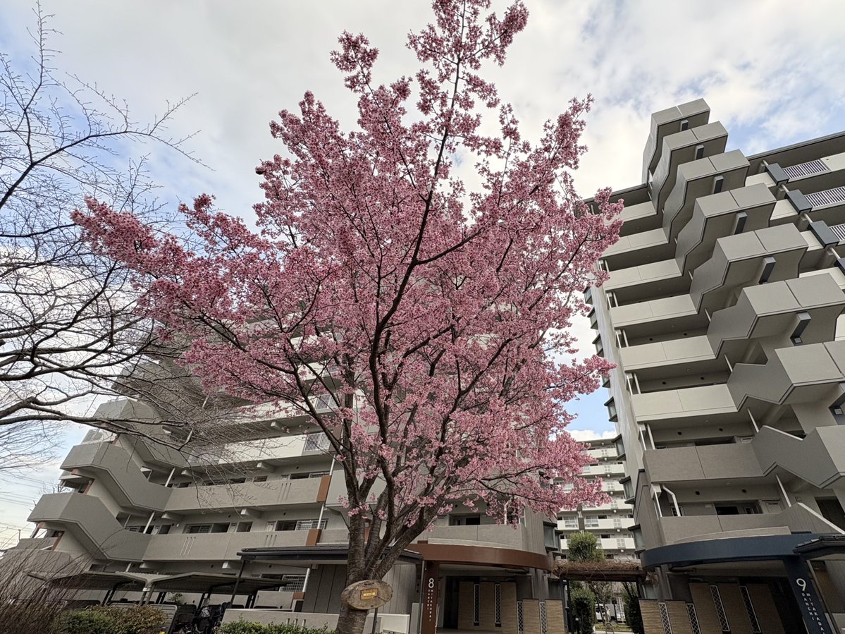 くわじ Kuwazi tweet media