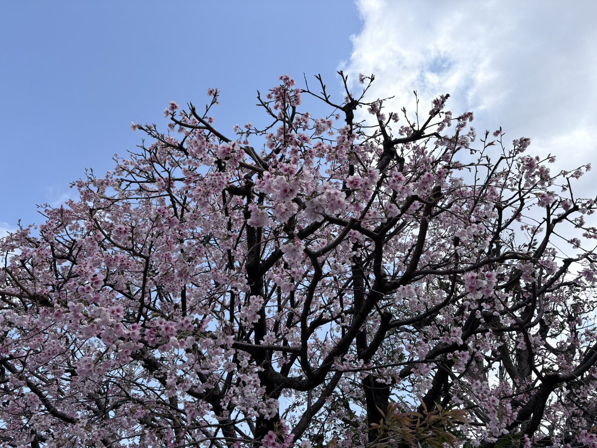 くわじ Kuwazi tweet media