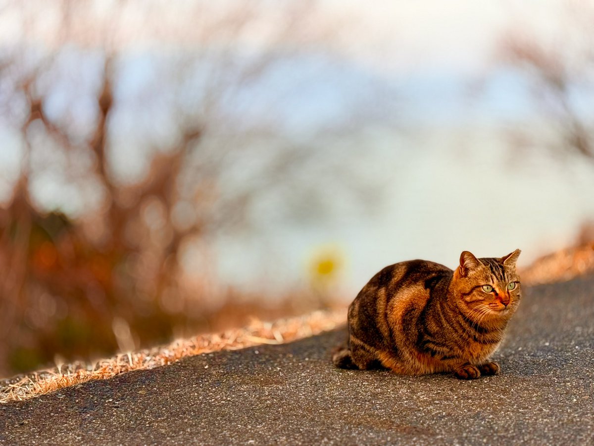 ぴーちゅん tweet media