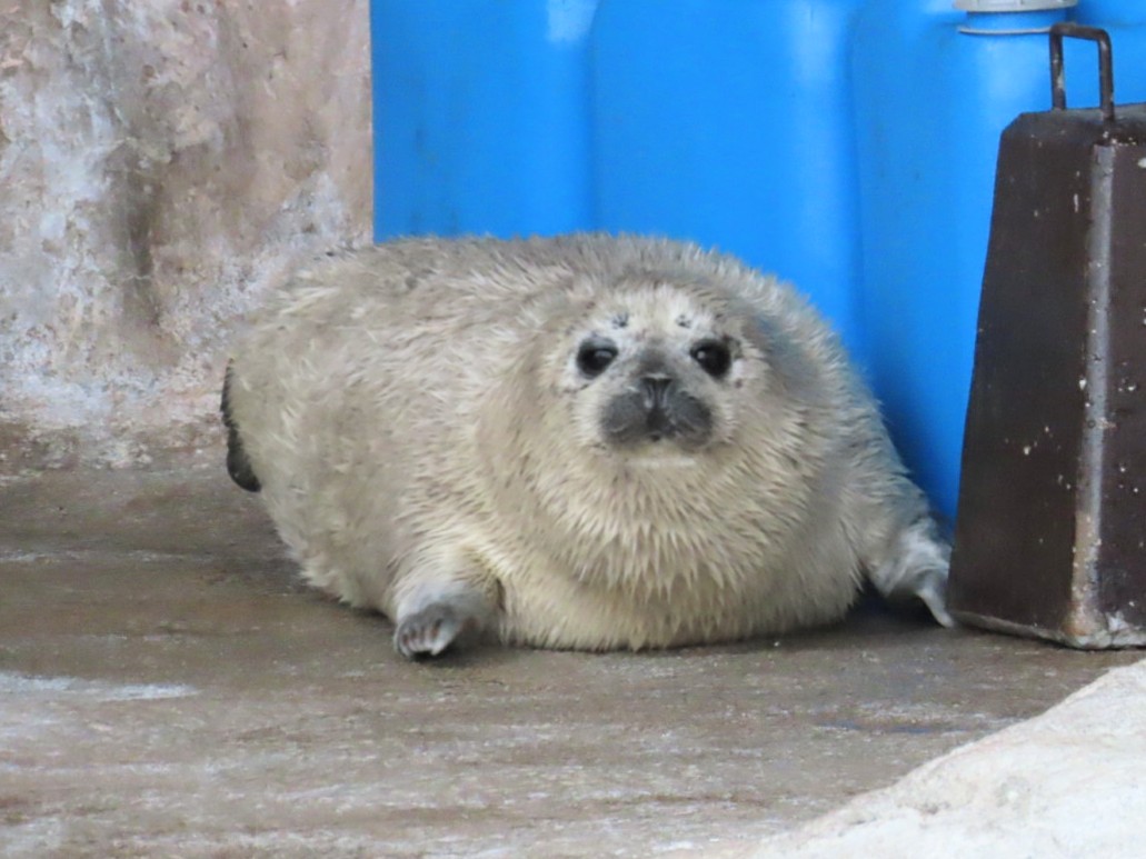 おむすび tweet media