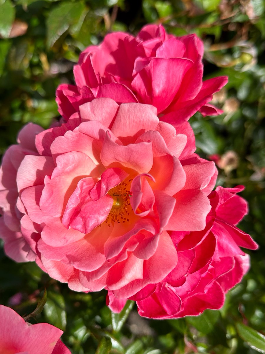 Aimée 2 tweet media