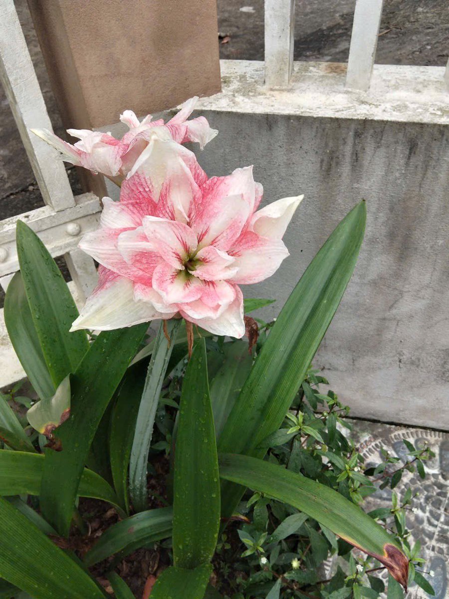 Đào Quỳnh | O’Kwin tweet media