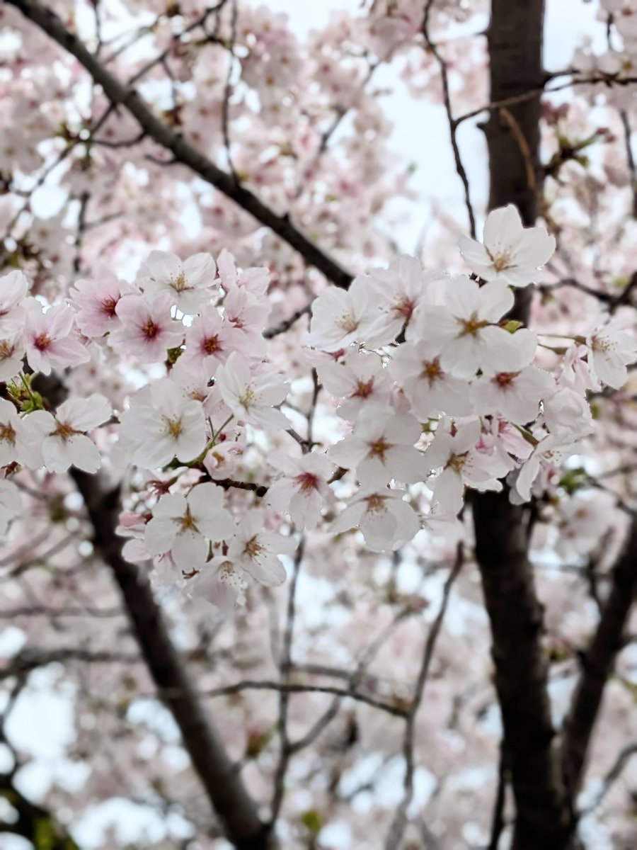 こちる tweet media