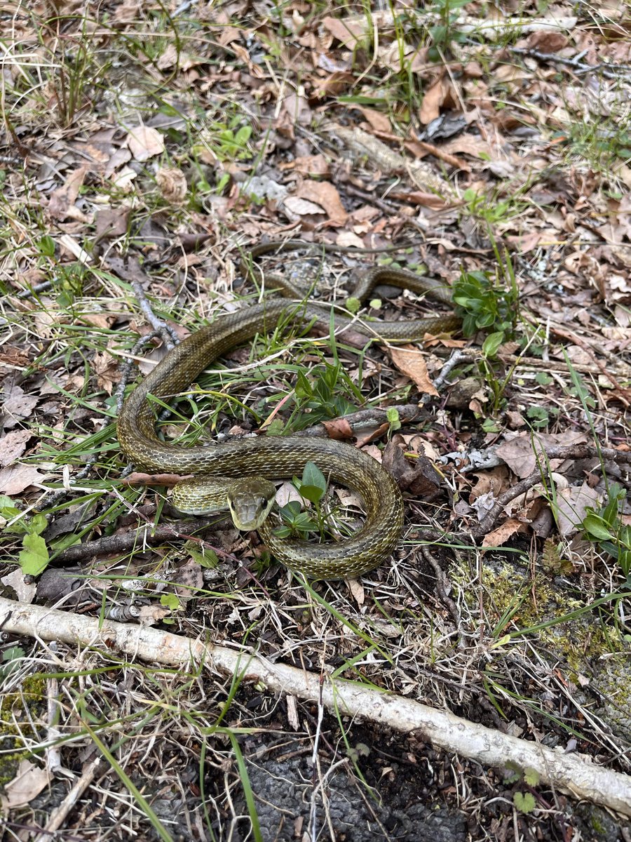 ヘビ難民 tweet media