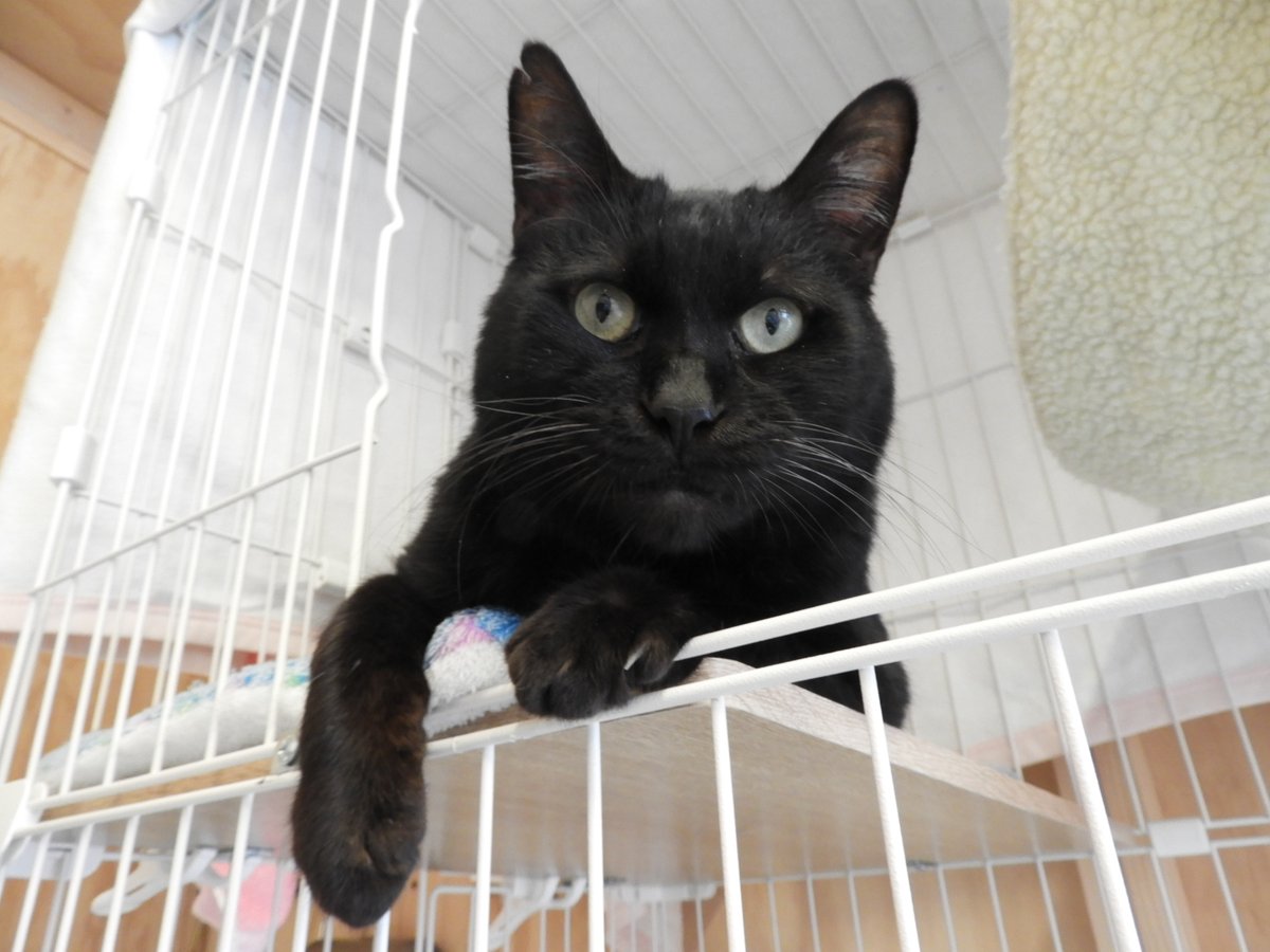 北海道動物愛護センター（あいにきた） tweet media