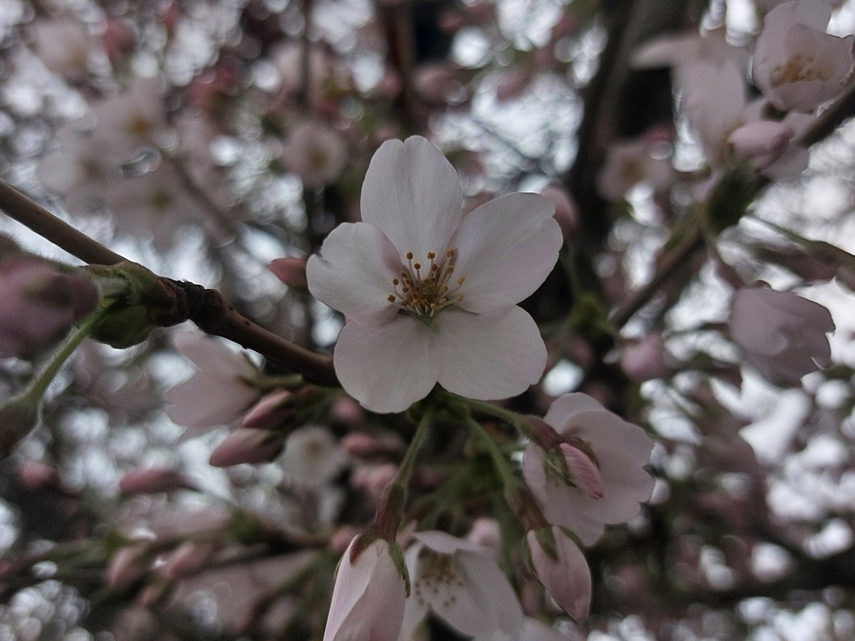 ぴょぽーん tweet media