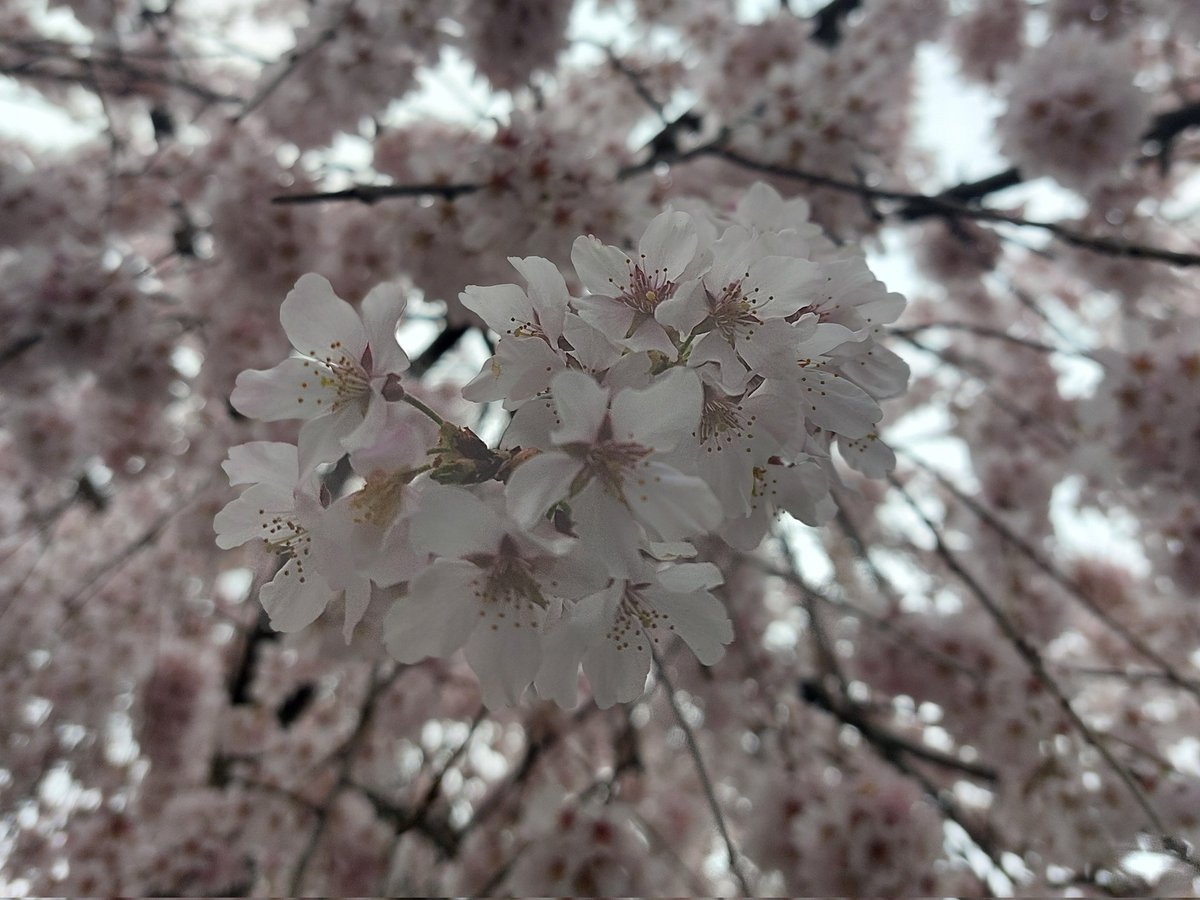 ぴょぽーん tweet media