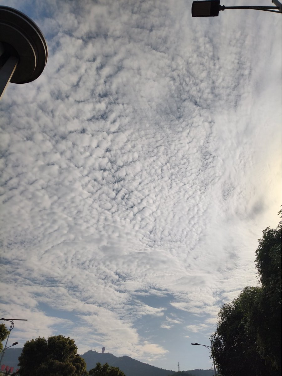 含羞紫罗兰 🏳️⚧️ tweet media