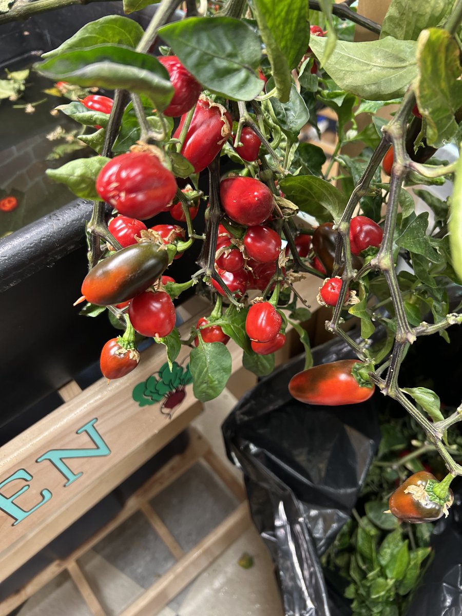 Philip Weiss tweet media