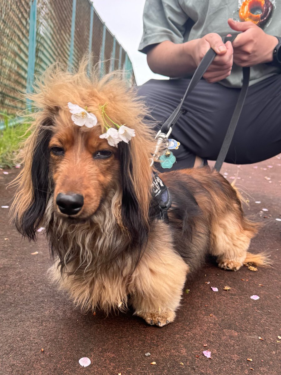 おこげ(大爆発) tweet media