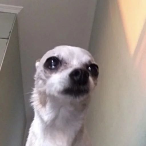 merengespecimen tweet media