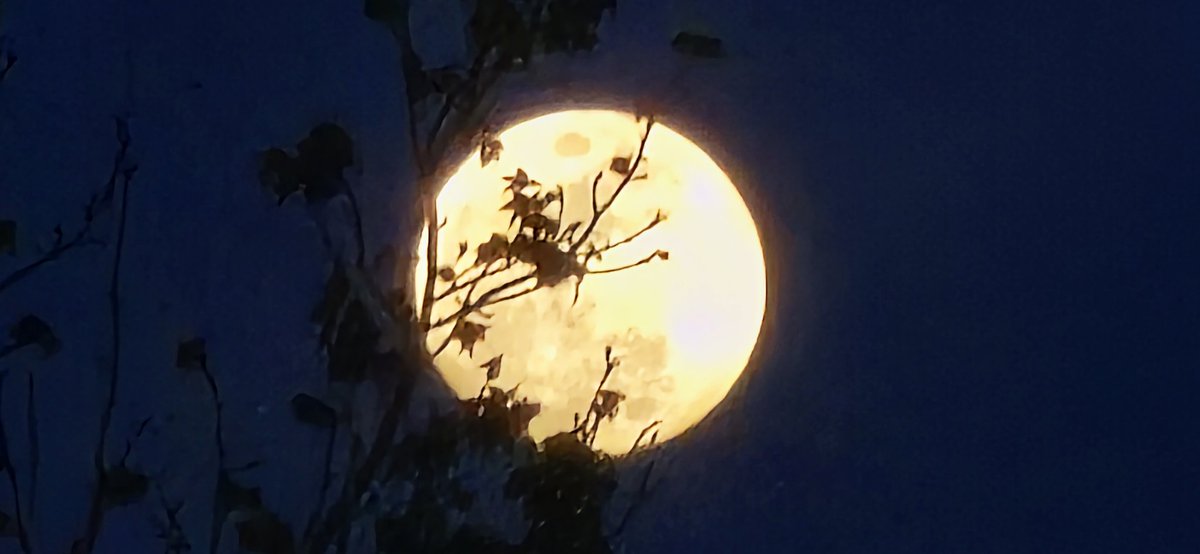 bobj6770's tweet photo. Mooning rising over Addison, AL

@AlabamaWXNet @spann https://t.co/Vajkx99b1F