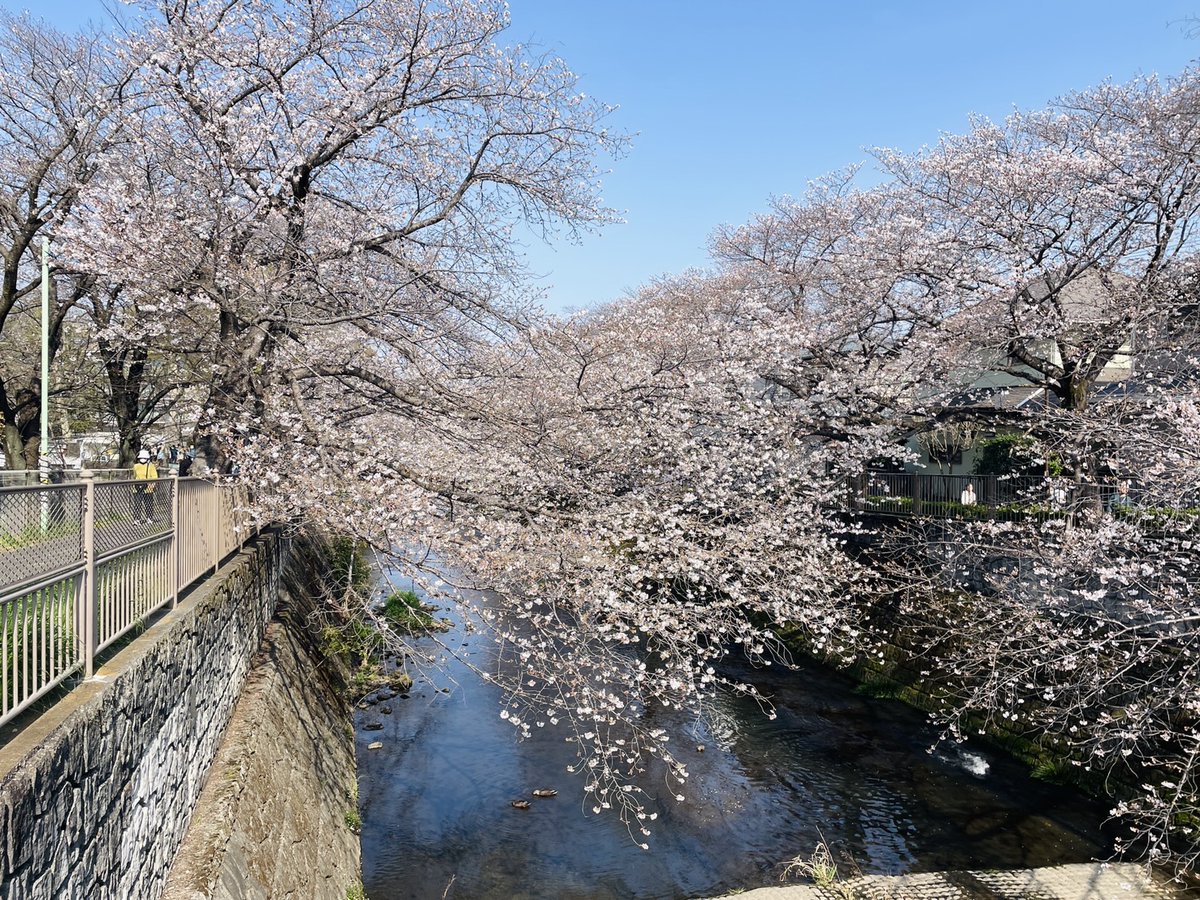 HitecCoLtd_JP's tweet image. 🌸新年度がスタートしました🌸
今年度も安心・安全、そしてご満足いただける機械を皆さまのもとへお届けできるよう、スタッフ一同努めてまいります。

会社の近くの恩田川を川上に向かうと、毎年「さくらまつり」が開催される桜の名所にたどり着きます👍

#springhascome
#hitec
#新年度
#ハイテック