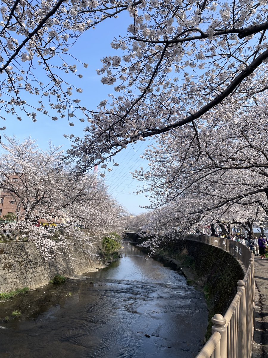 HitecCoLtd_JP's tweet image. 🌸新年度がスタートしました🌸
今年度も安心・安全、そしてご満足いただける機械を皆さまのもとへお届けできるよう、スタッフ一同努めてまいります。

会社の近くの恩田川を川上に向かうと、毎年「さくらまつり」が開催される桜の名所にたどり着きます👍

#springhascome
#hitec
#新年度
#ハイテック